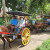 From Yogyakarta : Borobudur & Dokar ( Horse Cart ) Village Tour Candirejo