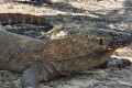 2D1N KOMODO TOURS