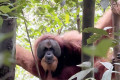 Bukit Lawang Jungle Trekking Tour from Medan