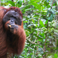 Tanjung Puting Orangutan Borneo Tour 2D1N