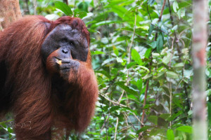 Tanjung Puting Orangutan Borneo Tour 2D1N