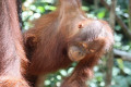 Tanjung Puting Orangutan Borneo Tour 3D2N