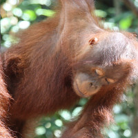 Tanjung Puting Orangutan Borneo Tour 3D2N