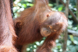 Tanjung Puting Orangutan Borneo Tour 3D2N