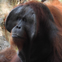 Tanjung Puting Orangutan Borneo Tour 4D3N