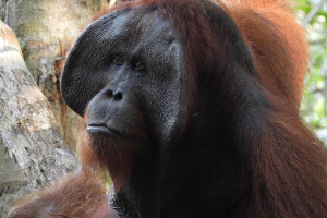 Tanjung Puting Orangutan Borneo Tour 4D3N