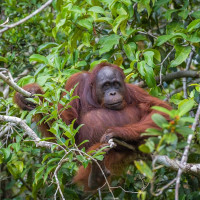 orang-utan-tanjung-puting.jpg