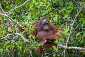 orang-utan-tanjung-puting.jpg