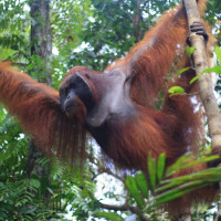 Join Group Tour ( Sharing Trip ) Tanjung Puting Orangutan Borneo 3D2N