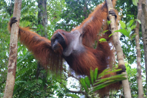 Join Group Tour ( Sharing Trip ) Tanjung Puting Orangutan Borneo 3D2N