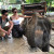 Ubud Elephant Safari Ride Tour from Benoa Port Bali