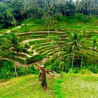 Kintamani Full-day Tour from Benoa Port Bali