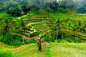 Kintamani Full-day Tour from Benoa Port Bali