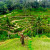 tegalalang-rice-terrace (2).jpg